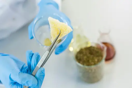 Eucalyptol Terpene Effects & Benefits - The Ultimate Guide