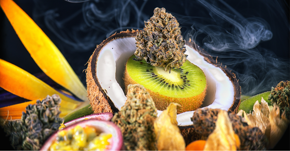 Eucalyptol Terpene Effects & Benefits - The Ultimate Guide