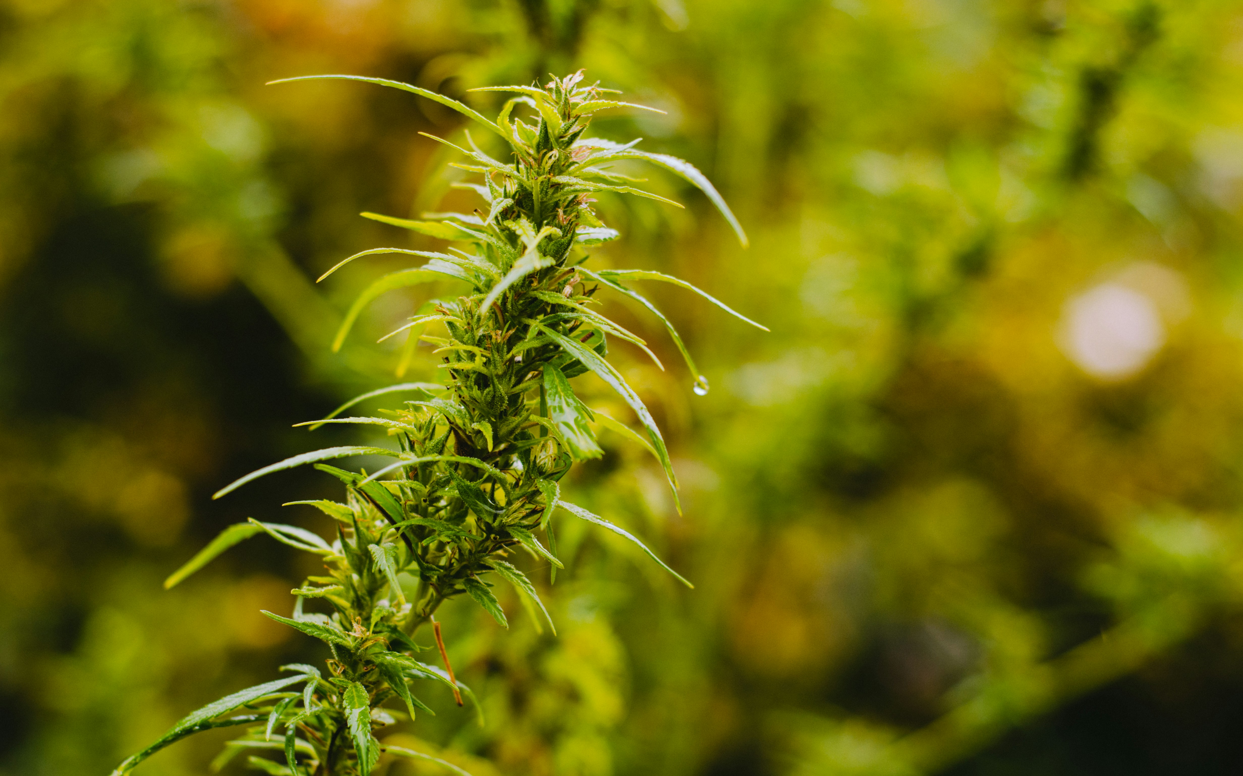 What Are Terpenes? The Ultimate Guide