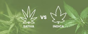 Sativa vs. Indica vs. Hybrid Compared – A Complete Guide