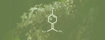 Terpinolene Terpene Effects & Benefits - The Ultimate Guide