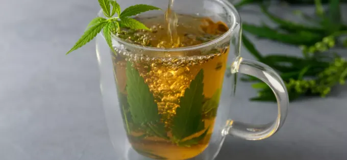 A Global History of Weed Tea