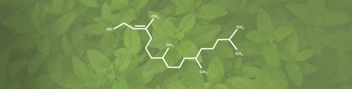 Phytol Terpene Effects & Benefits - The Ultimate Guide