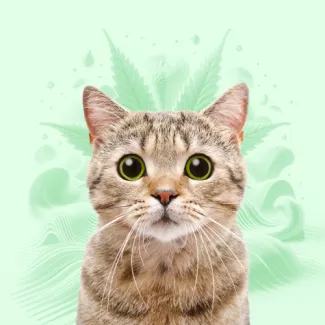 CBD For Cats